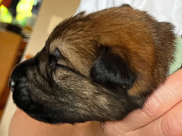 chinook puppy